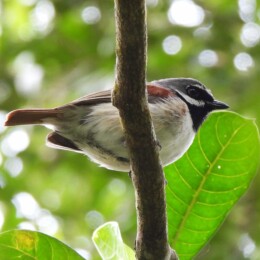 Red-tailed vanga (Calicalicus madagascariensis) male