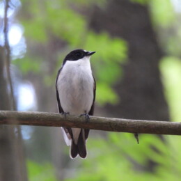 European pied flycatcher (Ficedula hypoleuca) male