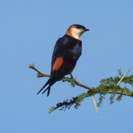 Mosque swallow (Cecropis senegalensis)