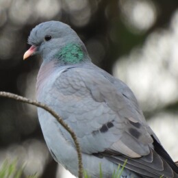 Stock dove (Columba oenas)