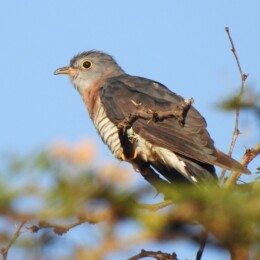 Red-chested cuckoo (Cuculus solitarius)