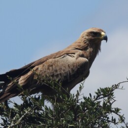 Tawny eagle (Aquila rapax)