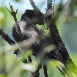Lesser vasa parrot (Coracopsis nigra)