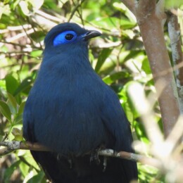 Blue coua (Coua caerulea)