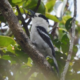 Hook-billed vanga (Vanga curvirostris)