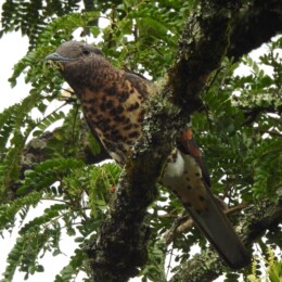 Cuckoo-roller (Leptosomus discolor) female