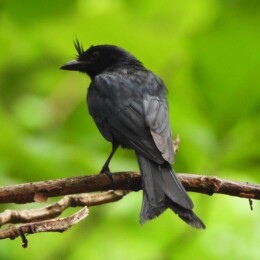 Crested drongo (Dicrurus forficatus)