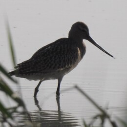Bar-tailed godwit (Limosa lapponica)