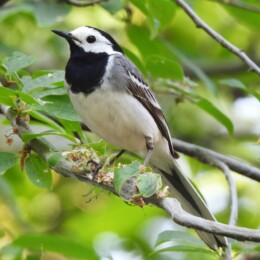 White wagtail (Motacilla alba alba)