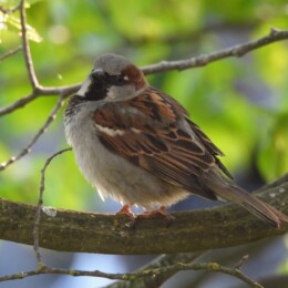 House sparrow (Passer domesticus) male