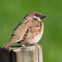 Eurasian tree sparrow (Passer montanus)