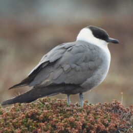 Long-tailed jaeger (Stercorarius longicaudus)