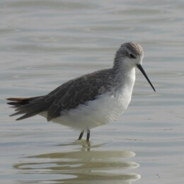 Marsh sandpiper (Tringa stagnatilis)
