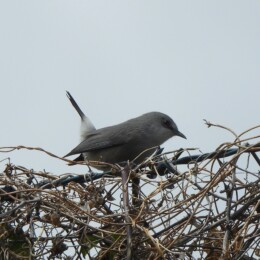 Mauritius gray white-eye (Zosterops mauritianus)