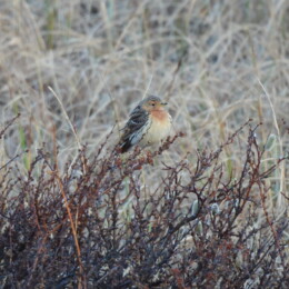 Red-throated pipit (Anthus cervinus)