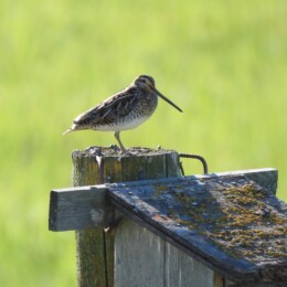 Common snipe (Gallinago gallinago)