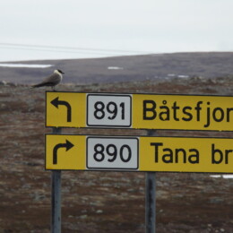 Long-tailed jaeger (Stercorarius longicaudus)