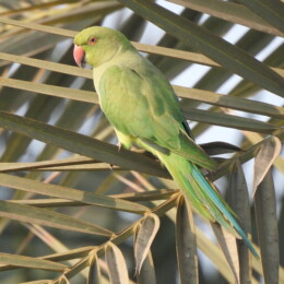 Rose-ringed parakeet (Psittacula krameri) female