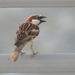 House sparrow (Passer domesticus) male