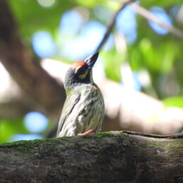 Coppersmith barbet (Psilopogon haemacephalus)