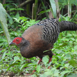 Siamese fireback (Lophura diardi) female