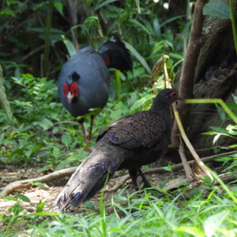 Germain's peacock-pheasant (Polyplectron germaini) male and Siamese fireback (Lophura diardi)