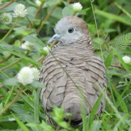 Zebra dove (Geopelia striata)