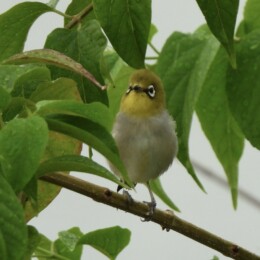 Swinhoe’s white-eye (Zosterops simplex)