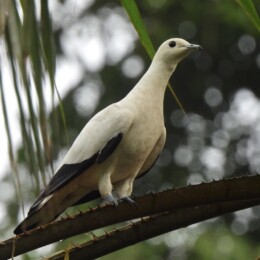 Pied imperial pigeon (Ducula bicolor)