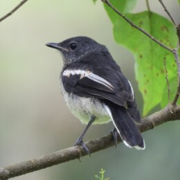 Oriental magpie-robin (Copsychus saularis saularis) juvenile