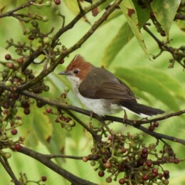 Chestnut-crested yuhina (Staphida everetti)