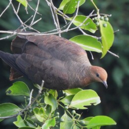 Palawan cuckoo-dove (Macropygia sp.)