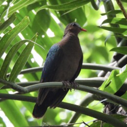 Asian emerald dove (Chalcophaps indica)