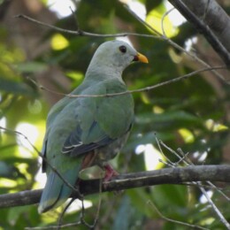 Black-chinned fruit dove (Ramphiculus leclancheri) male