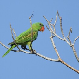 Blue-naped parrot (Tanygnathus lucionensis)