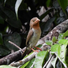 Brown barbet (Caloramphus fuliginosus) female