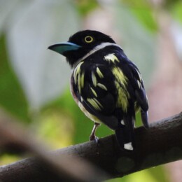 Black-and-yellow broadbill (Eurylaimus ochromalus)