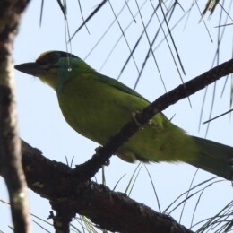 Indochinese barbet (Psilopogon annamensis)