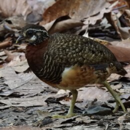 Sabah partridge (Tropicoperdix graydoni)