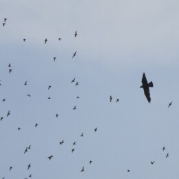 Bat hawk (Macheiramphus alcinus)