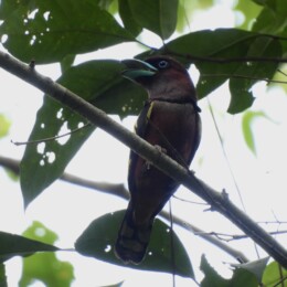 Banded broadbill (Eurylaimus javanicus)