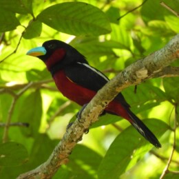 Black-and-red broadbill (Cymbirhynchus macrorhynchos)