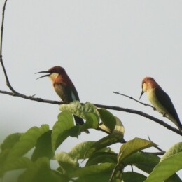 Chestnut-headed bee-eater (Merops leschenaultii)