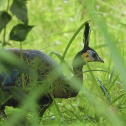 Green peafowl (Pavo muticus) female