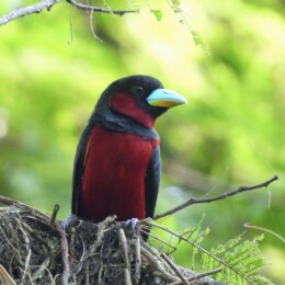 Black-and-red broadbill (Cymbirhynchus macrorhynchos)