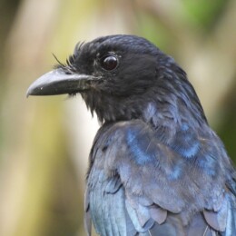 Greater racket-tailed drongo (Dicrurus paradiseus)