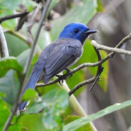 Blue-naped monarch (Hypothymis azurea)