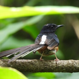 White-rumped shama (Copsychus malabaricus)