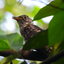 Indian cuckoo (Cuculus micropterus)