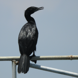 Little cormorant (Microcarbo niger)